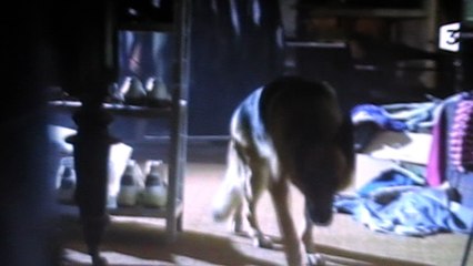 Kommissar Rex : "Ou est Rex ?"