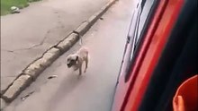 L'amour du chien  envers son maître