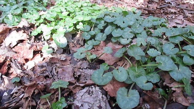 Dans nos Ardennes 1 - C'est la fin de l'hiver