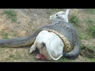 Giant Anaconda attacks Cow - Full