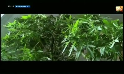 Un toubab qui cultivait la Skunk chez lui à Toubab Dialaw arrêté