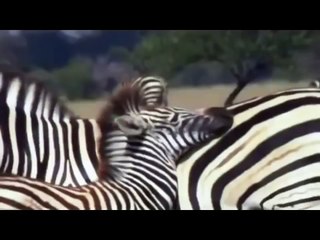 Crocodile Attacks Zebra - Incredible Animal Attack - Video HD