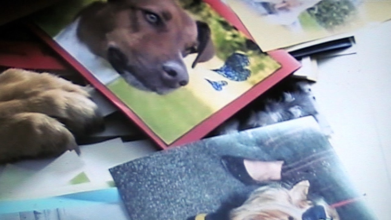 Kommissar Rex : "Rex et ses Fans"