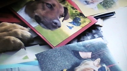 Kommissar Rex : "Rex et ses Fans"