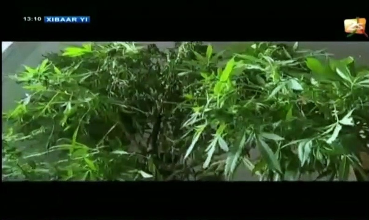 Arrestation d'un ressortissant français qui cultivait la "Skunk" à Toubab Dialaw