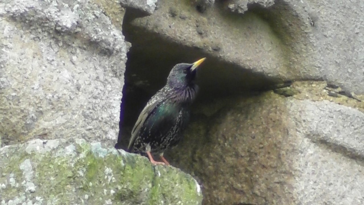 Le château Hunaudaye 8 mars 2017