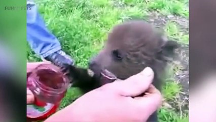 Cute Koalas Playing  [Funny Pets]
