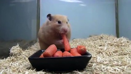 Criceto sbafa carote