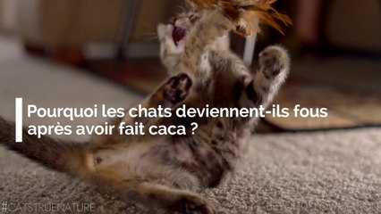 Pourquoi les chats deviennent-ils fous après avoir fait caca ?