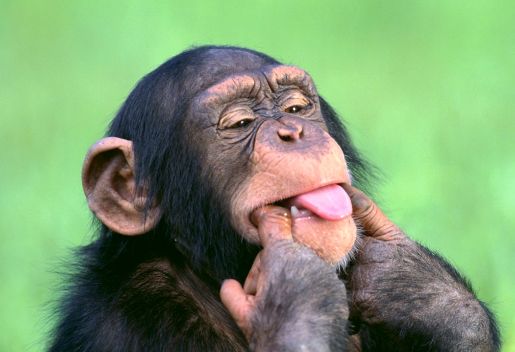 Top animais selvagens #49d, Animais selvagens atacando, Animals, Confrontos animais, Serpentes atacando animais e humanos, Lince, Piton birmanesa, Wild life, Reino animal, Animals, animais em extinção, animais marinhos, vida animal, filme -18ans, lion vs