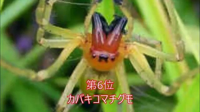 【閲覧注意】遭遇したら死を覚悟する！？ヤバイ毒を持つ危険生物　トップ10