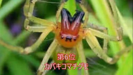 【閲覧注意】遭遇したら死を覚悟する！？ヤバイ毒を持つ危険生物　トップ10