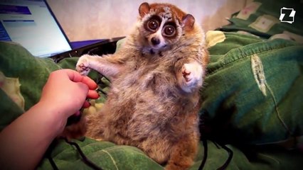 La triste vérité cachée derrière les adorables vidéos de loris paresseux.