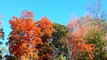 Осень цвета в в в в Средний Запад Миннесота необходимо Природа см. Озеро живая природа на открытом воздухе HD