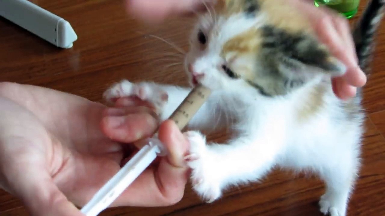 Feeding A Kitten With A Syringe - video Dailymotion