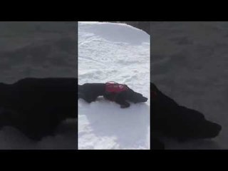 Download Video: Ce chien de sauvetage en montagne adore glisser sur la neige