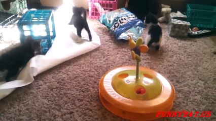Cute kittens playing together
