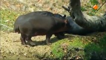 Freek op safari Nijlpaarden Worstboomvrucht kijk je op npo nl