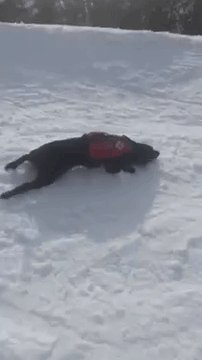 Mountain Rescue Dog Has Fun Sliding on Snow in Lake Tahoe