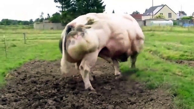 C'est bien l'humain qui a créé cette créature immense, mais attendez de la voir bouger !