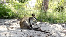 Kangaroos  Funny Kangaroos Playing [Funny Pets] ccc