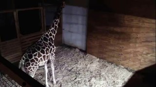 April the Giraffe is expecting a calf Cam view