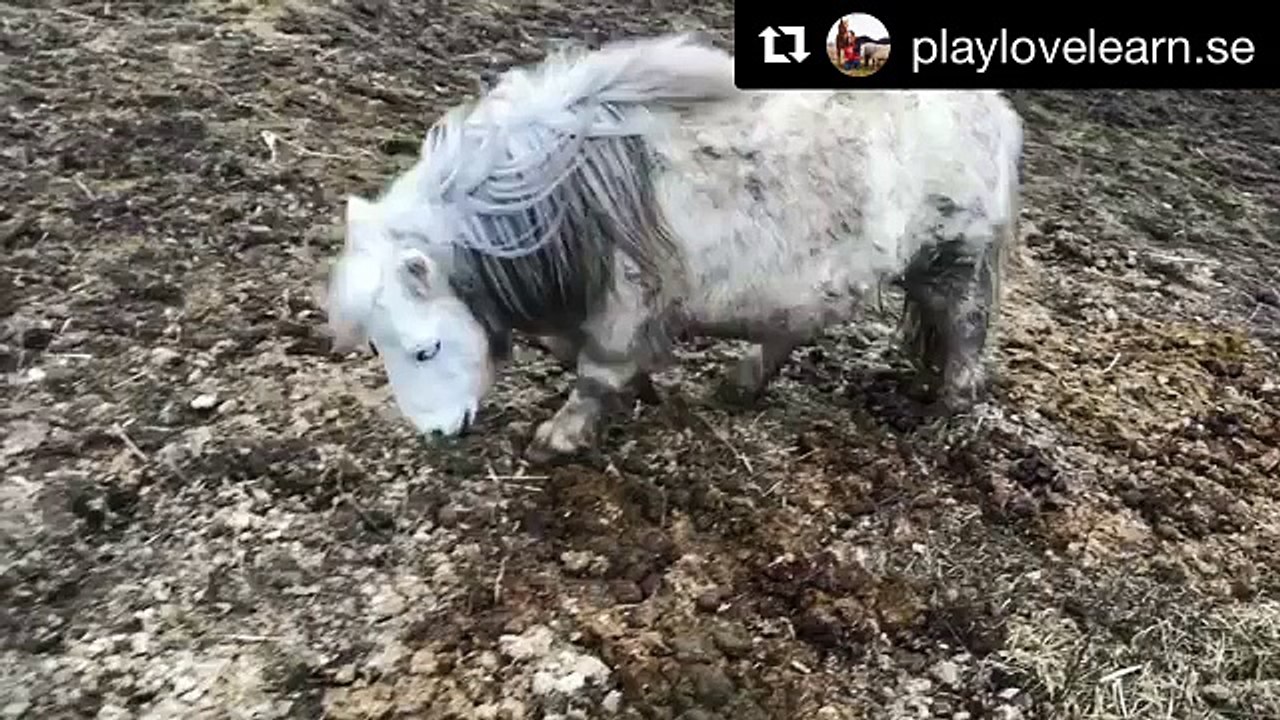 Miniature horse