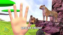 Animal TIGER Finger Family | Nursery Rhymes | 3D Animation In HD From Binggo Channel Rhyme