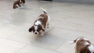 Cavalier puppies romping around