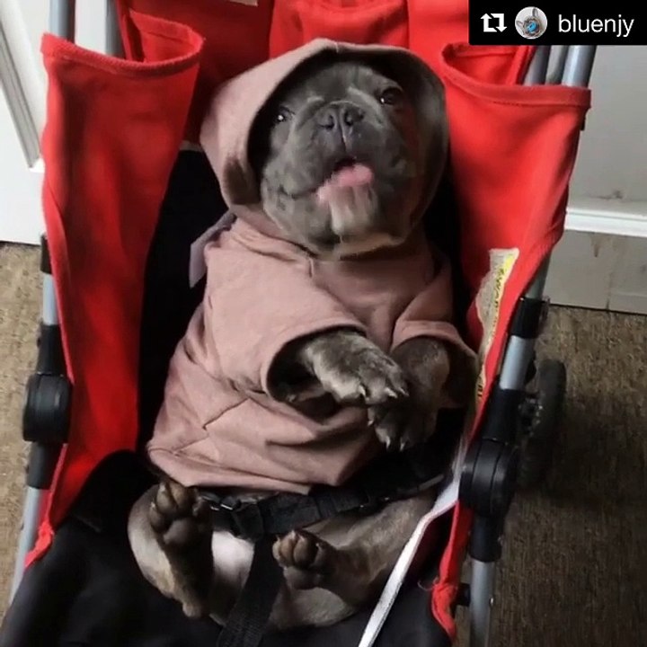 Frenchie eating blueberries