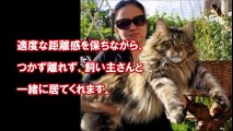 【驚愕】ガチで・・・巨大猫メインクーンと飼い主。穏やかな巨人といわれる猫。嘘のような本当の猫がとんでもない・・・