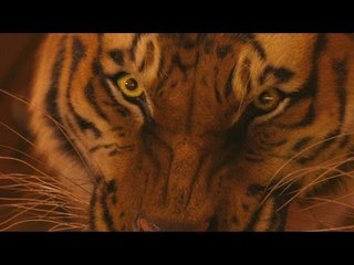 L'Odyssée de Pi Extrait VF "Seul avec le Tigre"