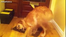 Funny Dogs Taste Lemons for First Time   Bonus Dogs vs Vacuums - Funny Dog Videos, Funny Animals