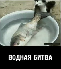 The battle between a cat and a fish