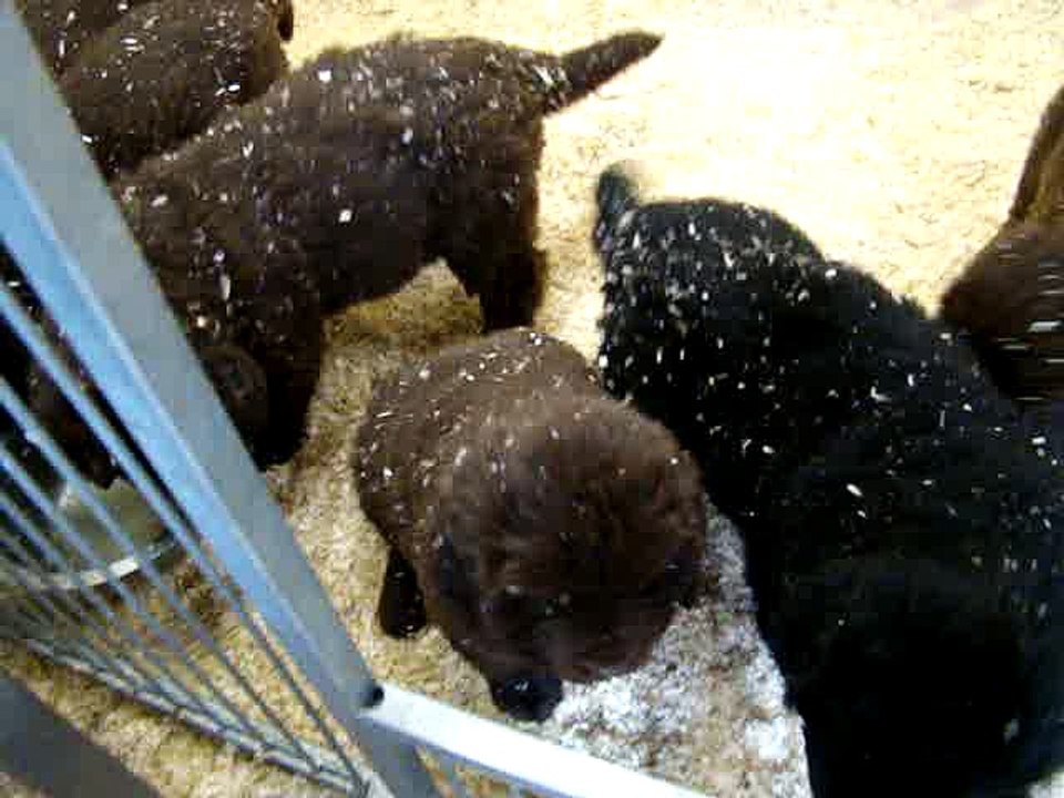 chiots Lylou et Fidji de l"élevage de VALOYAN