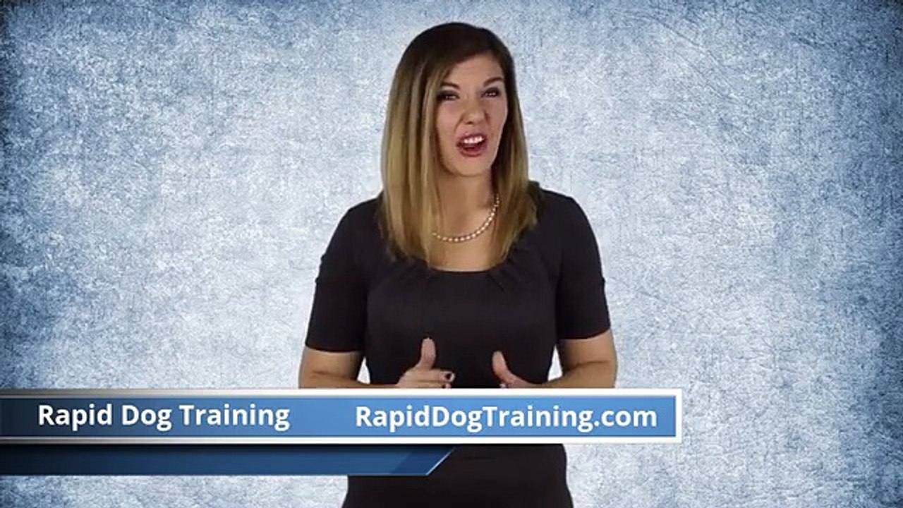 Rapid Dog Training Advice