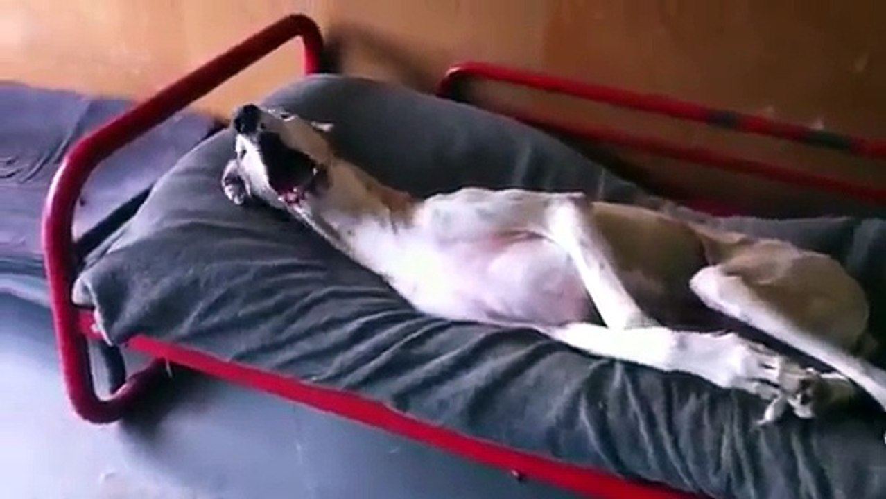 Dog Hates Morning Will not wake up