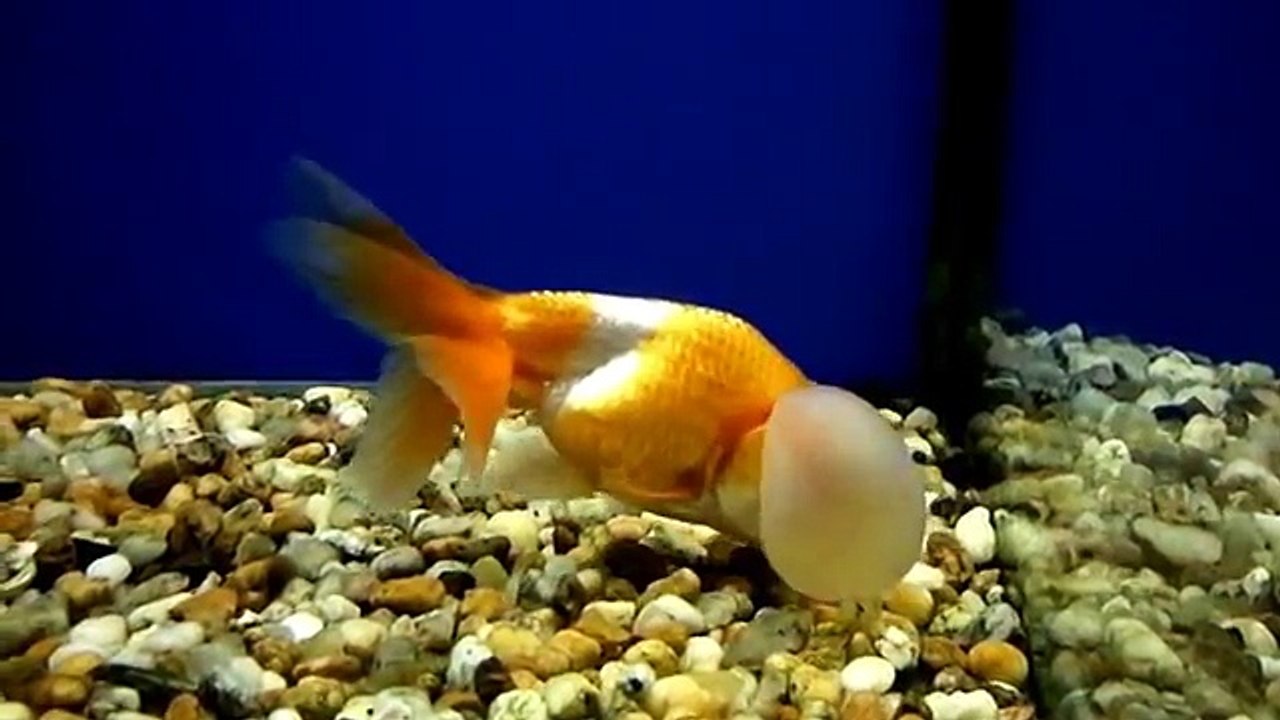 The Funniest Fish Ever - Funny Ugly and Scary Fish
