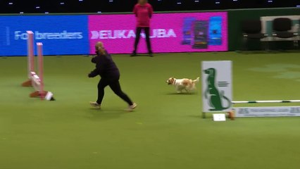 Hilarious Jack Russell Goes Crazy with Excitement at Crufts 2017
