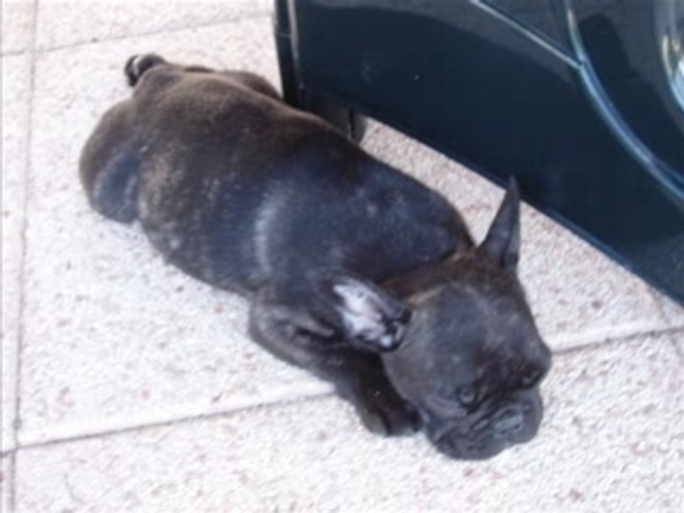 Bouledogue attitude