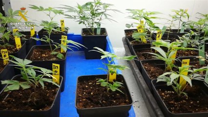 La Guardia Civil desarticula en Alicante un entramado dedicado al cultivo y tráfico de drogas