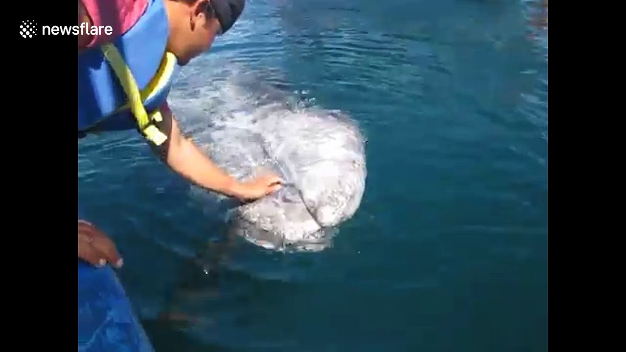 Friendly baby whale interacts with family
