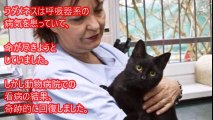 「大丈夫だよ」動物病院で患者の動物たちに寄り添うポーランドの介護猫。