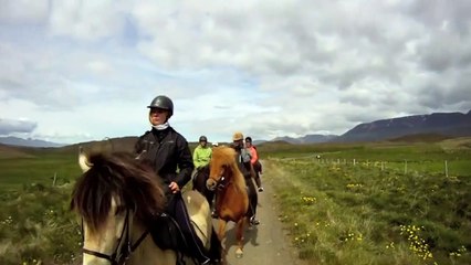 The Moose is Loose - Moose