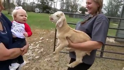 A little girl meets a small goat. Their conversation is really hilarious!