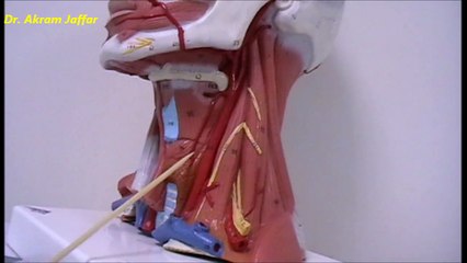 Triangles of the neck and thyroid gland, practical anatomy