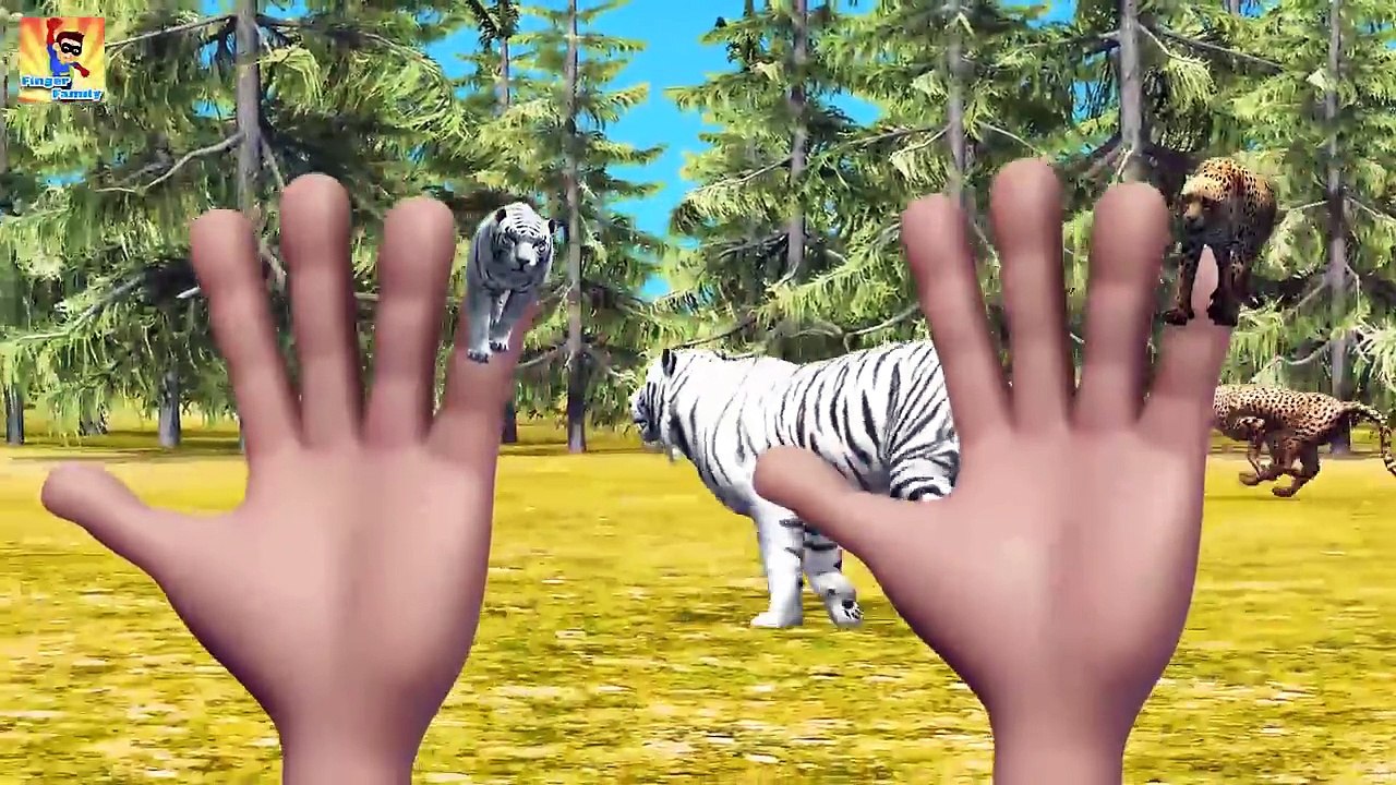 Shark Vs Octopus Finger Family Song! Animals Cartoons Finger Family Collection