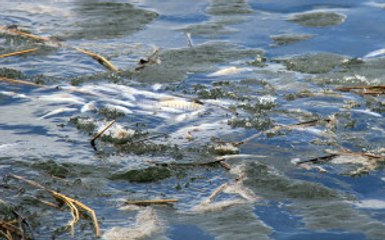 Gölün Buzu Çözüldü, Ölü Balıklar Ortaya Çıktı