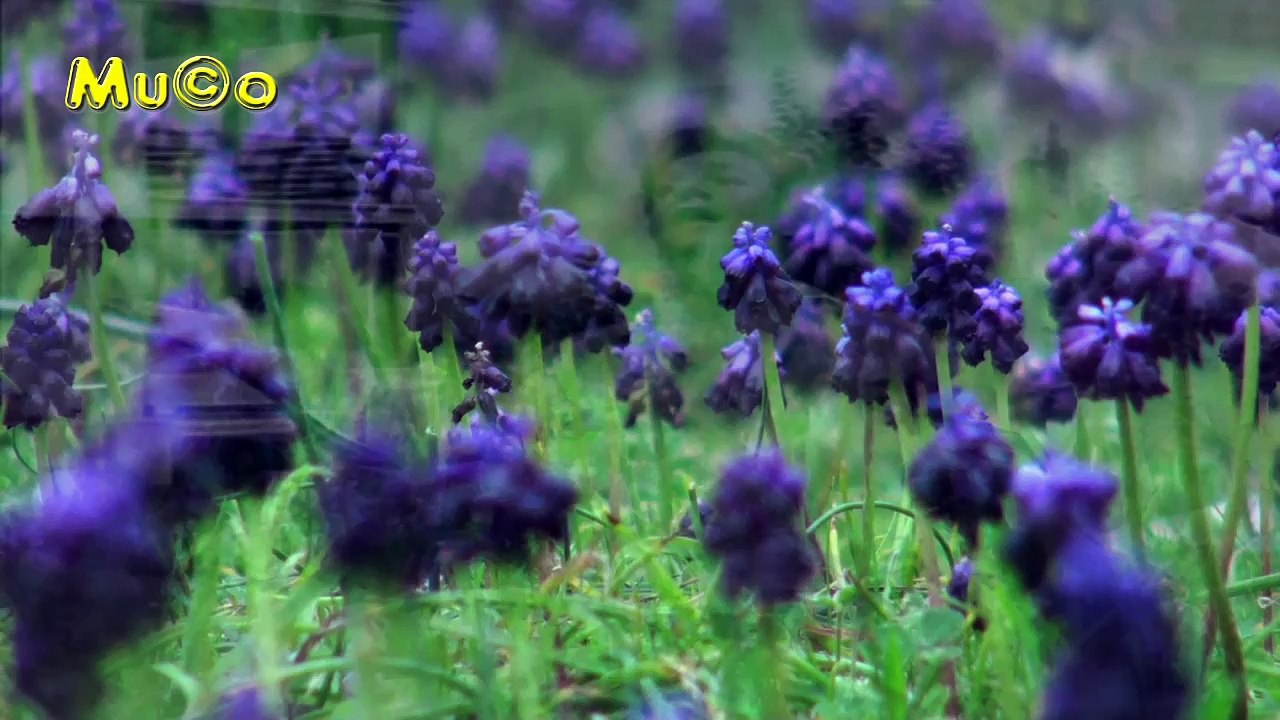 Zeki Müren - Bir İlkbahar Sabahı (Nostaljik Şarkılar HD) Mu©o