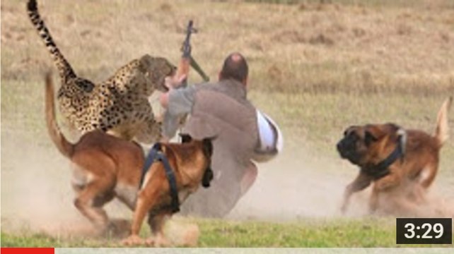Extreme Trained & Disciplined Malinois Dogs